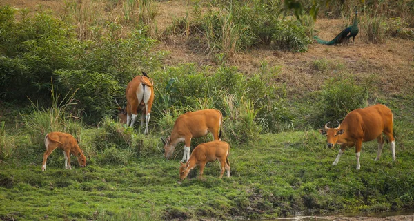 Tigre del Bengala nella fauna selvatica — Foto Stock