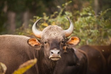 Hint gaurin yaban hayatı