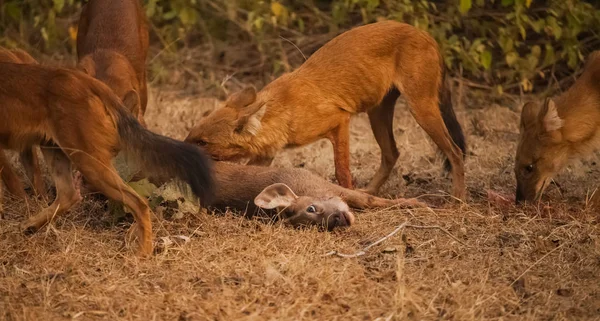 アジアの野生の犬のグループ — ストック写真