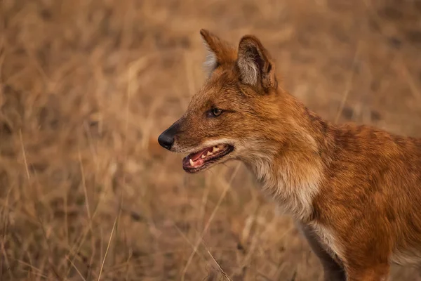 vahşi doğada Dhole