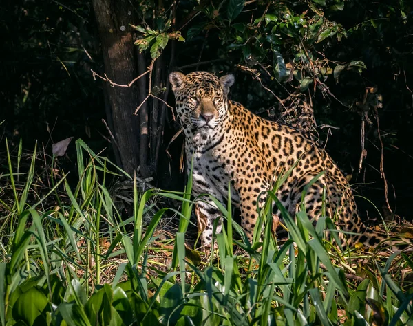 Jaguar Sentado Naturaleza Vida Silvestre Pantanal —  Fotos de Stock