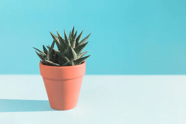 Texturierter Kaktus auf sonnenbeschienenenem blauem Hintergrund minimal — Stockfoto