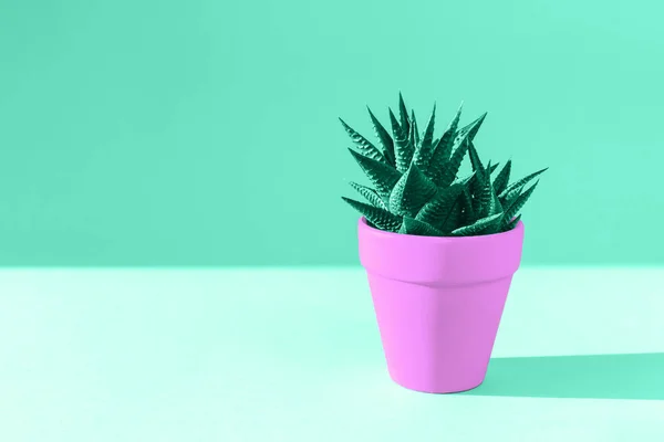 Maceta rosa con cactus verde en el moderno escritorio de pastel con sombra —  Fotos de Stock