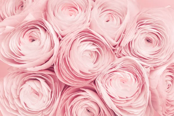 Růžové barvy pivoňka růže nebo máslové květy na pozadí — Stock fotografie