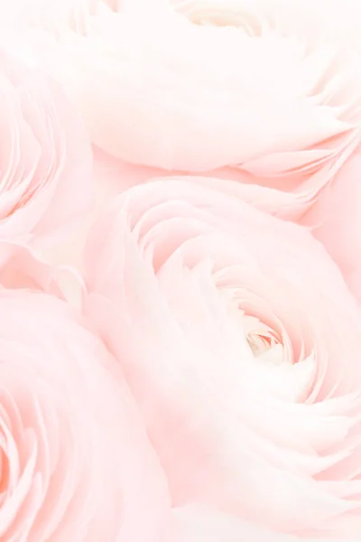 Soft Pink colored peony rose or buttercup flowers background — Stock Photo, Image