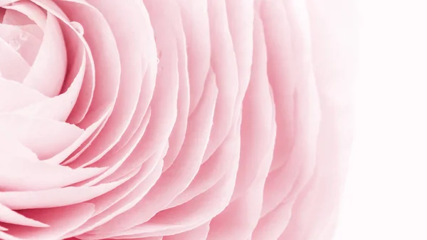 Peônia de cor rosa ou flor de buttercup close-up isolado — Fotografia de Stock