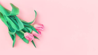 Pembe arka planda üç yumuşak pembe lale