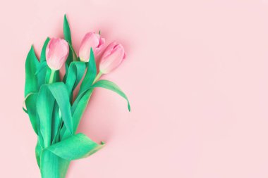 Pembe arka planda üç yumuşak pembe lale