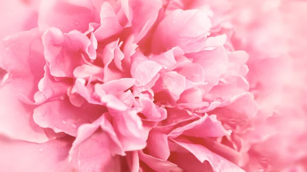 Něžná Růžová Květinka Detailní Pivoňkové Okvětní Lístky Měkká Textura Dlouhý — Stock fotografie