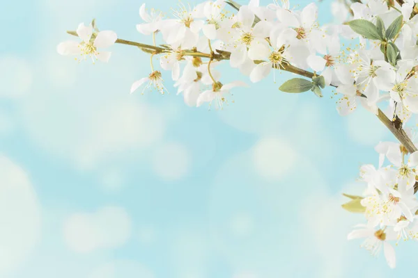 Spring Summer Festive Blooming White Flowers Fruit Tree Branches Baby — Stock Photo, Image