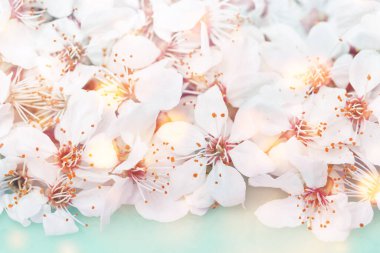 Bahar şenliği, beyaz çiçeklerle çiçek açarken meyve ağacı, bebek su mavisi üzerinde makro dallar oluşturur. Kopya alanı olan taze çiçek tebrik kartı arkaplanı