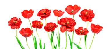 Beyaz üzerine izole edilmiş kırmızı şakayıklı çift laleli bir buket. Fotokopi odası ve doğum günü hediyesi. Sevgililer Günü 8 Mart Kadınlar ya da Anneler Günü tebrik kartı ya da internet çiçek pankartı