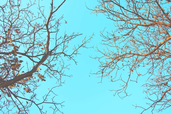 Naked trees against blue sky. — Stock Photo, Image