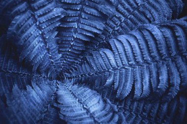 Eğreltiotu yaprakları mavi renkli.