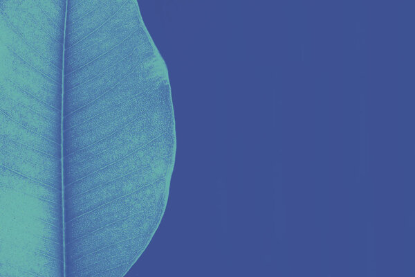 Красивый осенний лист цветной модный синий
.