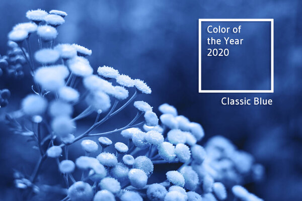 Little meadow flowers in the forest.