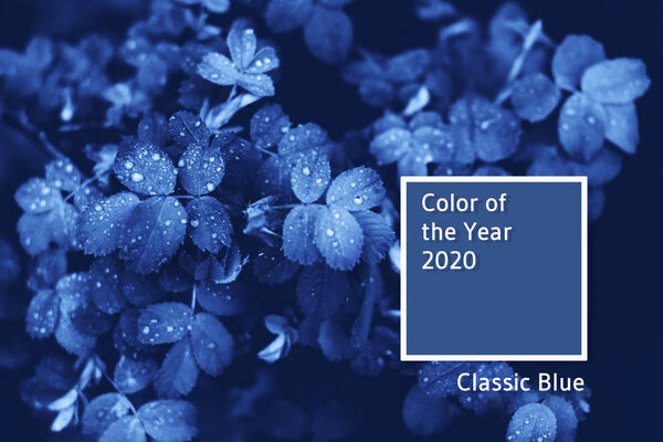 Branches of plants after the rain toned blue.