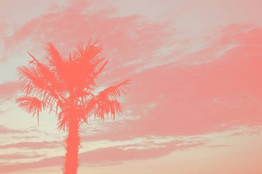 Yine bir palmiye ağacı gökyüzü.