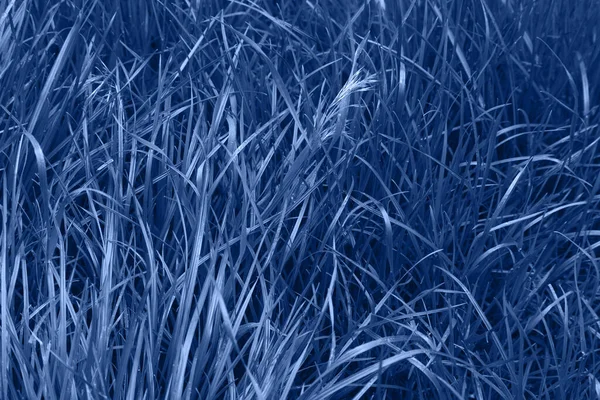 Magnifiquement Bleu Herbe Avec Des Gouttes Eau Après Pluie Été — Photo