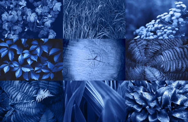 夏雨过后 美丽的蓝草和水滴在一起 2020年色彩趋势 图库图片