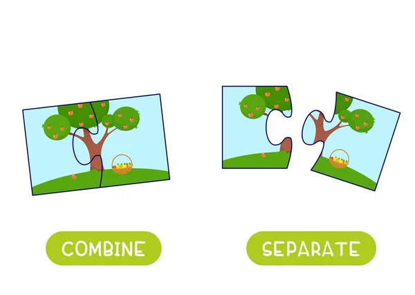 具有绿树向量模板的教育用字卡 英语学习闪存卡 安东尼 对立面的概念 结合和分离 具有排版的平面插图 — 图库矢量图片