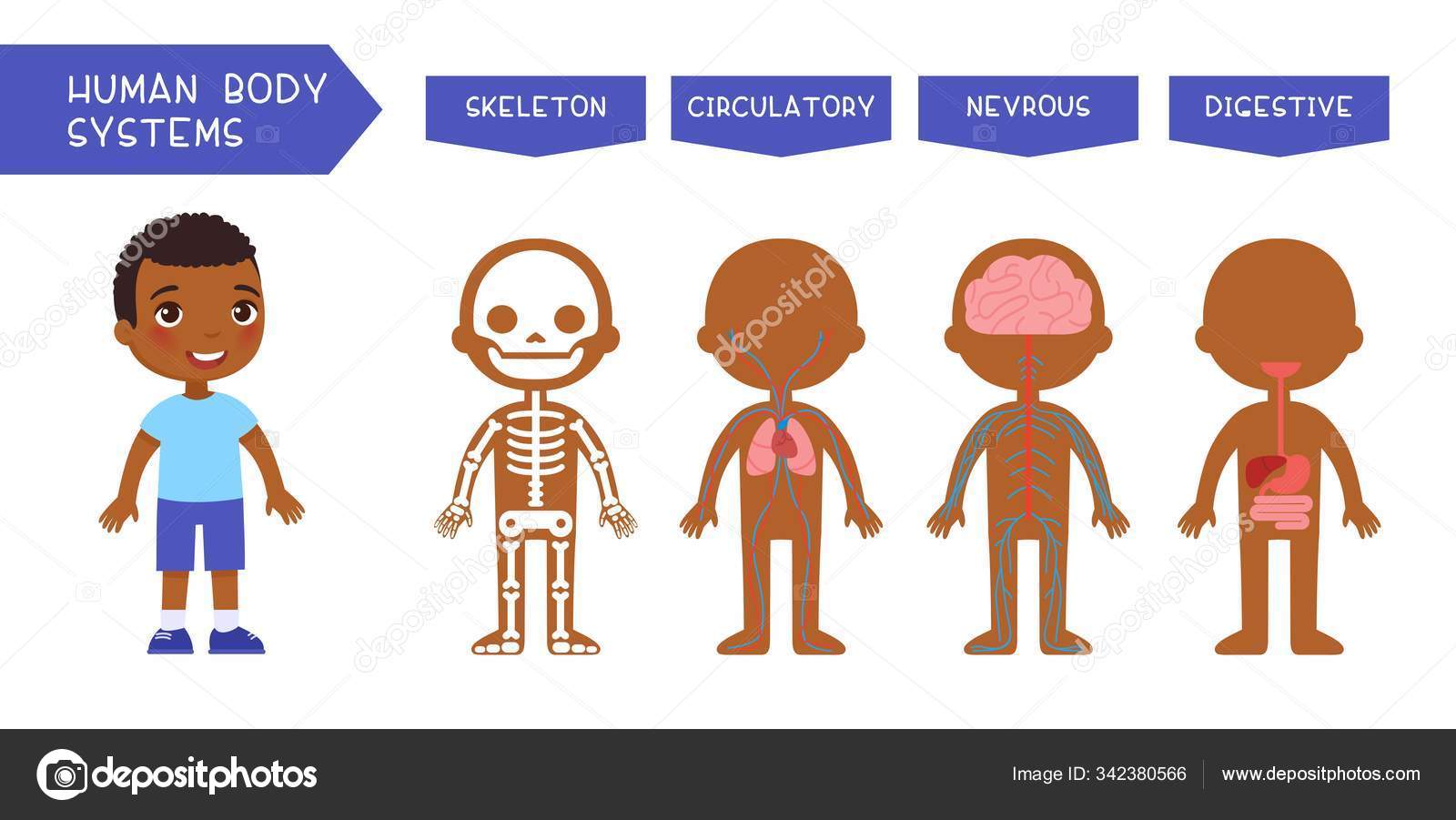 human organs diagram for kids