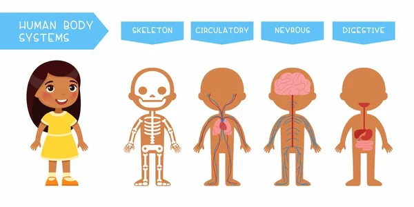 Sistemas Del Cuerpo Humano Educativo Niños Banner Plantilla Vector Plano — Vector de stock