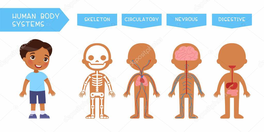 Human body systems educational kids banner flat vector template. Illustrated cute anatomy, internal organs structure for children. Cartoon skeleton, circulatory, nervous, digestive systems