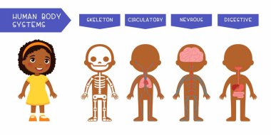Human body systems educational kids banner flat vector template. Illustrated cute anatomy, internal organs structure for children. Cartoon skeleton, circulatory, nervous, digestive systems