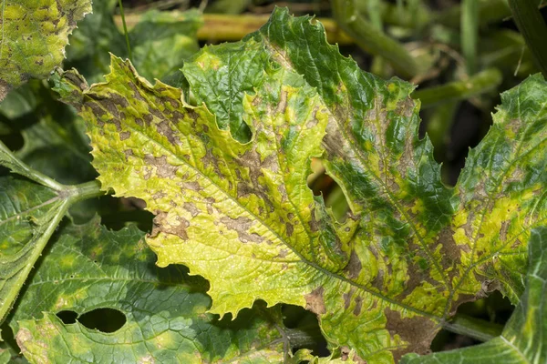 Green leaf of pumpkin closeup with disease and rot. Macro, backg — Stock Image Green leaf of pumpkin closeup with disease and rot. Macro, backg Stock Picture
