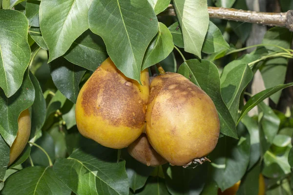 Sick pear tree in the garden. Rotten yellow pear fruit close-up