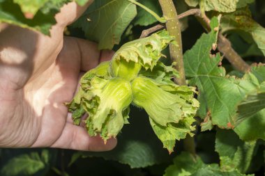 Çiçekler ve olgun fındıklar çalıların üzerinde yeşil ve 