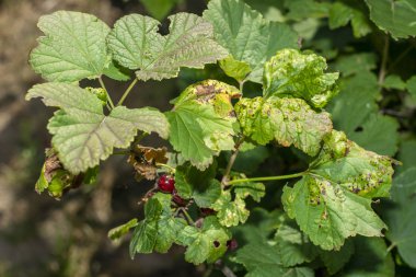 Kırışık yapraklar ve kuşüzümü dalları yakın çekim makrosu. Hastalık 