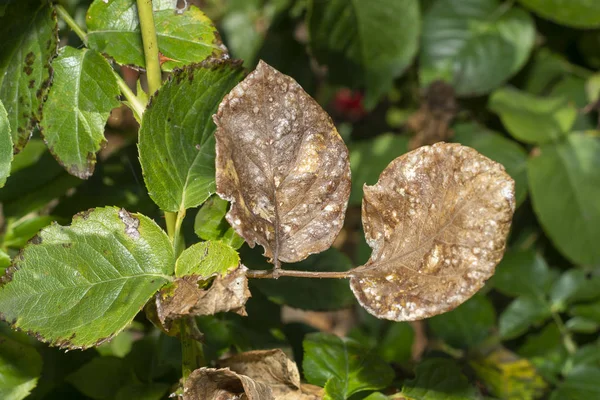 Rose malate e foglie. Protezione contro le malattie nel — Foto Stock