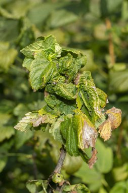 Kırışık yapraklar ve kuşüzümü dalları yakın çekim makrosu. Hastalık 
