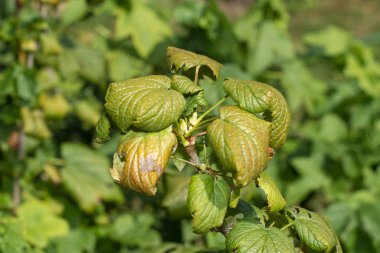 Kırışık yapraklar ve kuşüzümü dalları yakın çekim makrosu. Hastalık 