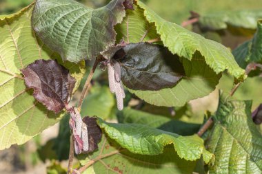 Çiçekler ve olgun fındıklar çalıların üzerinde yeşil ve 