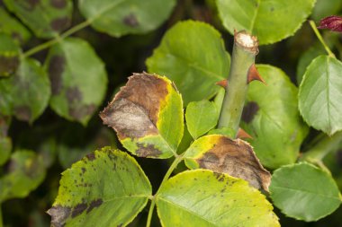 Hasta gül çiçekleri ve çürümüş yapraklar. Korunma