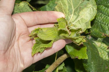 Çiçekler ve olgun fındıklar çalıların üzerinde yeşil ve 