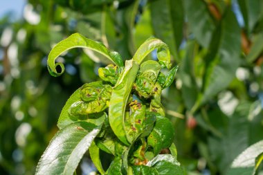 Hasta buruşuk yeşil yapraklar ve nektarin meyveleri bahçede