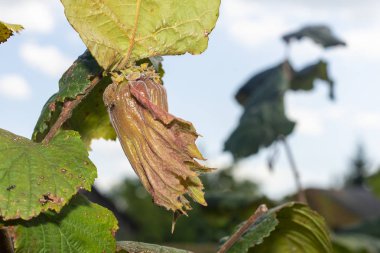 Çiçekler ve olgun fındıklar çalıların üzerinde yeşil ve 