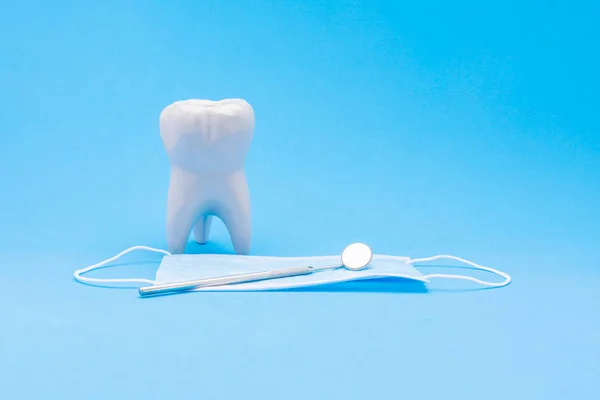 Model lidské zubní stoličky spolu se zubním zrcadlem a Stock Fotografie