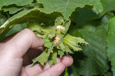 Fındık bahçesi. Dalların üzerinde yeşil kabuklu fındıklar