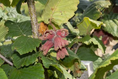 Fındık bahçesi. Dalların üzerinde yeşil kabuklu fındıklar. Meyveler ve çiçekler