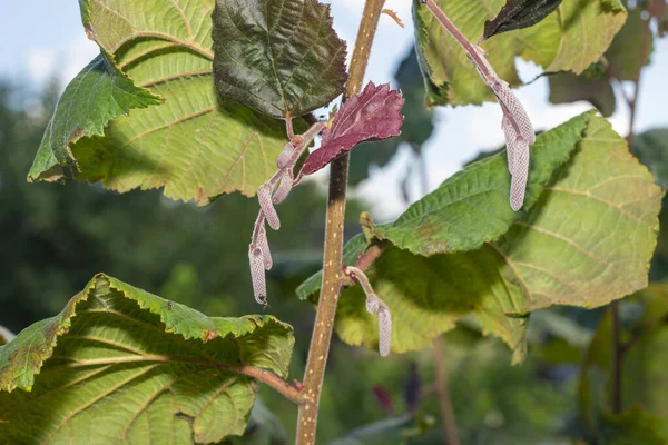 Κήπος Φουντούκια Φουντούκια Πράσινο Κέλυφος Στα Κλαδιά Στο Χέρι Φρούτα — Φωτογραφία Αρχείου