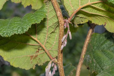 Fındık bahçesi. Dalların üzerinde yeşil kabuklu fındıklar. Meyveler ve çiçekler
