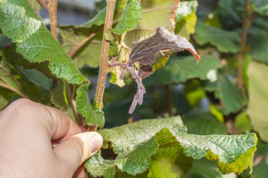 Fındık bahçesi. Dalların üzerinde yeşil kabuklu fındıklar. Meyveler ve çiçekler