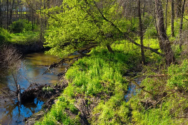 Creek in het voorjaar — Stockfoto