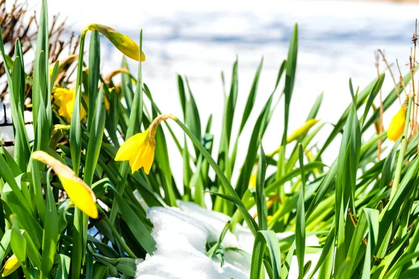 Daffodils in snow — Stok fotoğraf