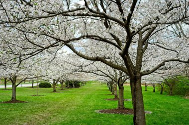 İlkbaharda Cleveland Ohio parkında beyaz çiçeklerle kaplı kiraz ağaçları